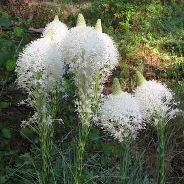 Bear Grass (Xerophyllum Tenax) Flower Seeds ? Heirloom Non-GMO Seeds for Wildflower and Woodland Garden Planting
