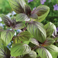 Corsican Basil Herb Seeds