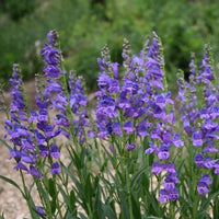 Blue Penstemon Flower Seeds for Planting - 100 pcs seeds for planting in home garden