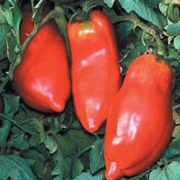 Opalka Heirloom Tomato Solanum lycopersicum for planting in urban garden