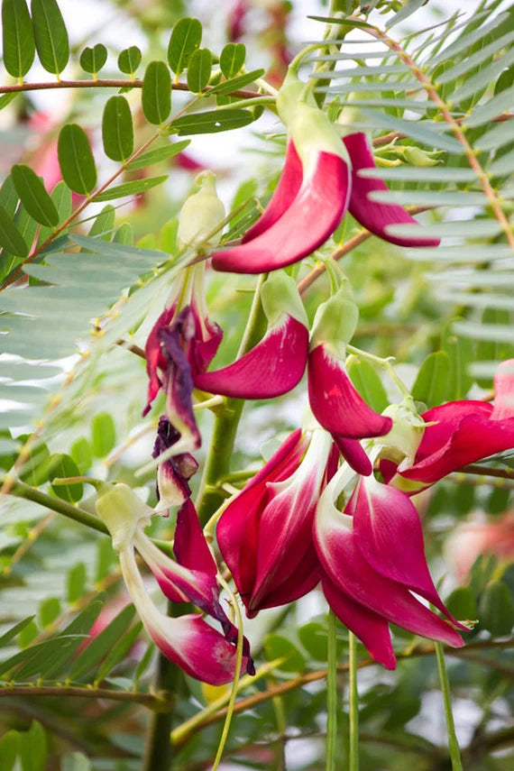 Heirloom Non-GMO Grandiflora Flower Seeds for Planting – Large Vibrant Blooms for Eye-Catching Gardens