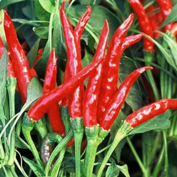 Thai Dragon Chili Pepper Seeds