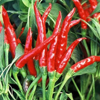 Thai Dragon Chili Pepper Seeds