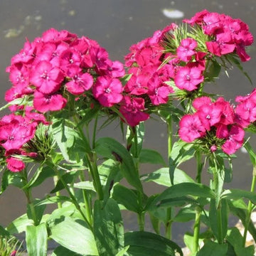 Dianthus (Dianthus scientific name) for planting in garden