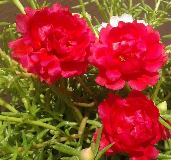 Red Portulaca Flower Seeds for Planting - NON GMO Seeds