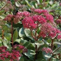 Sedum Emperors Flower Seeds for Planting - NON GMO Seeds