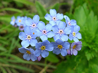 Heirloom Blue Alpine Forget-Me-Not Flower Seeds for Planting, Myosotis Alpestris, Non-GMO for planting in home garden