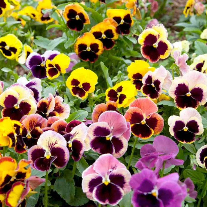 Heirloom Non-GMO Pansy Viola Flower Seeds for Planting – Colorful Cool-Season Flower Seeds