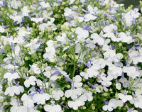 Lobelia Pendula White Lady Cascade Flower Seeds for Planting - N0N GMO Seeds