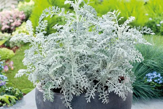 Dusty Miller Silver Dust Seeds for Planting - NON GMO Seeds