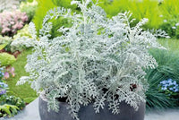 Dusty Miller Silver Dust Seeds for Planting - NON GMO Seeds