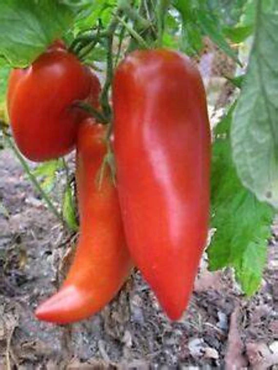 Opalka Tomato Vegetable Seeds for Planting – Heirloom and Non-GMO Garden Seeds