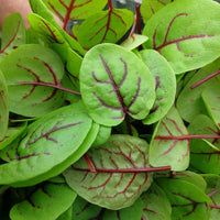 Red-Veined Sorrel Seeds (Rumex Sanguineus) ? Heirloom, Non-GMO Herb Se