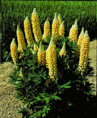 Yellow Lupine Flower Seeds for Planting – Heirloom, Non-GMO Garden Seeds