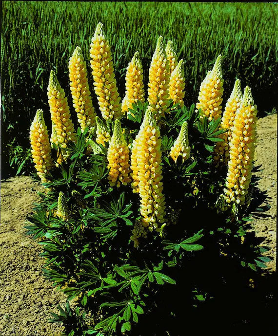 Yellow Lupine Flower Seeds for Planting ƒ?? Heirloom, Non-GMO Garden Seeds