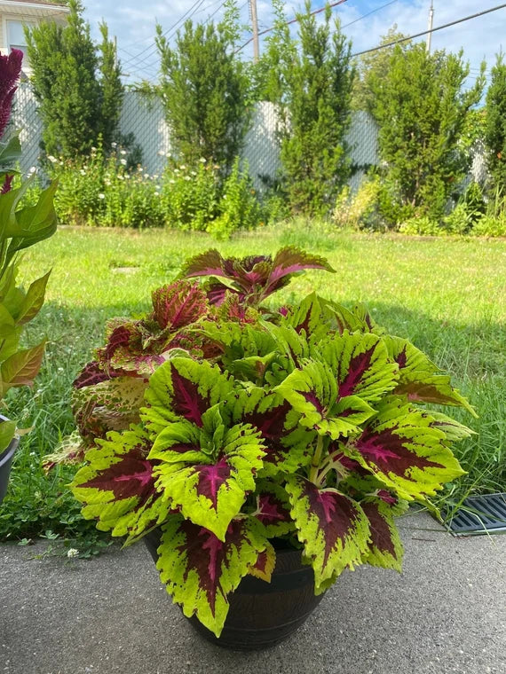 Coleus kong Green Plant Seeds - Heirloom Non GMO seeds for Planting