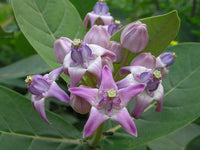 Purple Calotropis Gigantea Plant Seeds for Planting - NON GMO Seeds