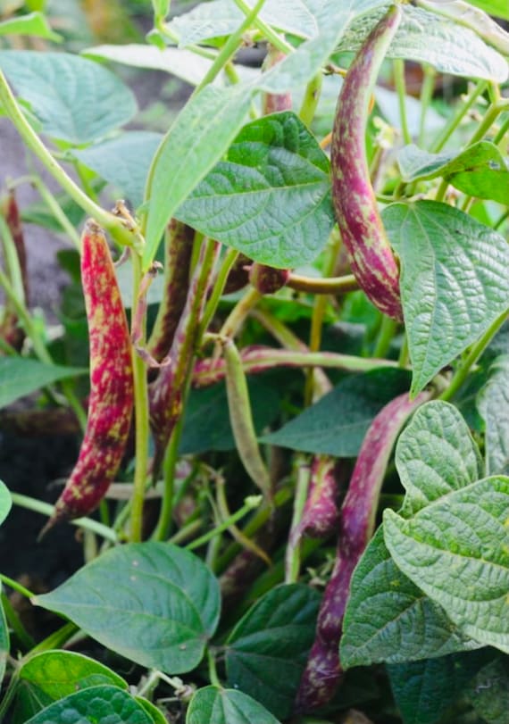 Dwarf Horticulture Bean Seeds for Planting heirloom & Non-GMO Seeds
