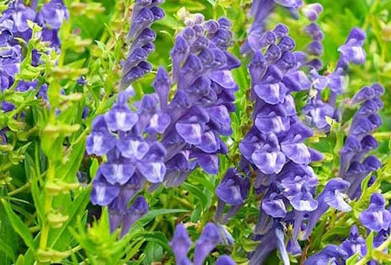 Chinese Skullcap Flower Seeds for Planting, NON GMO Seeds