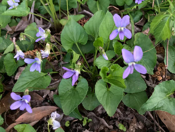 Blue Violet Flower Seeds for Planting, NON GMO Seeds
