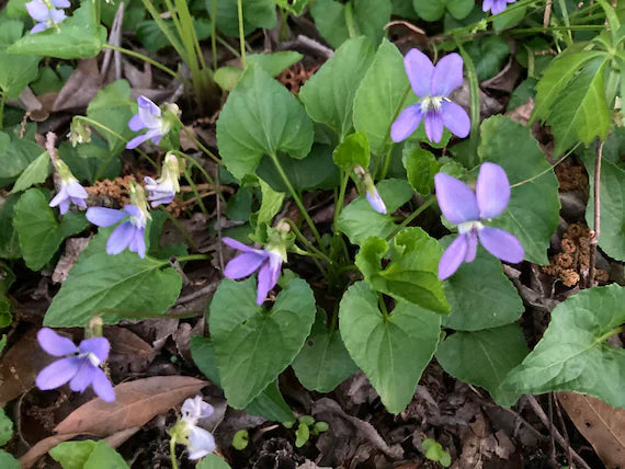 Blue Violet Flower Seeds for Planting, NON GMO Seeds
