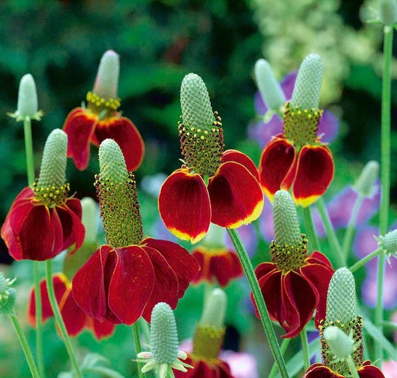 Hat Coneflower Seeds Heirloom Non GMO Planting - 100 pcs