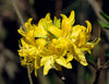 Heirloom Yellow Azalea Rhododendron Flower Seeds for Planting â€“ Non-GMO Garden Seeds for planting in home garden