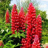 Red Lupin Plant Seeds for Planting – Vibrant Blooms, Non-GMO Heirloom Garden Seeds