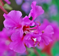Purple Clarkia Flower Seeds – Heirloom, Non-GMO Seeds for Planting Elegant Garden Blooms