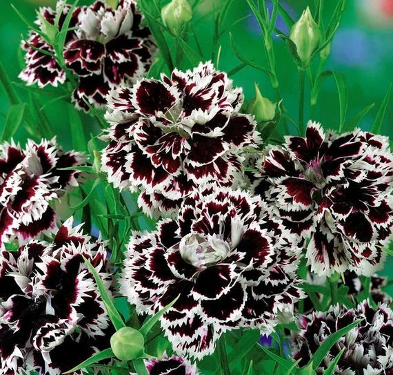Heirloom Non-GMO Carnation Flower Seeds for Planting – Fragrant Blooms - Non-GMO for planting in home garden