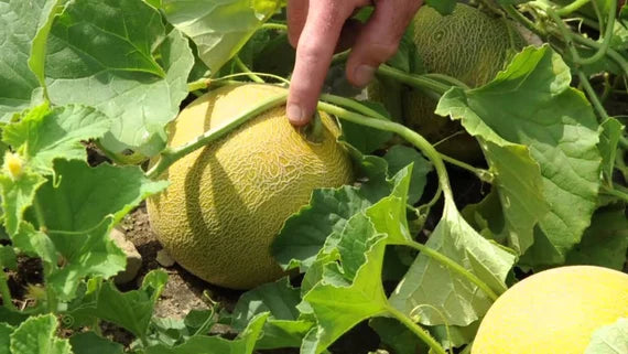Galia melon plug plants ready for planting