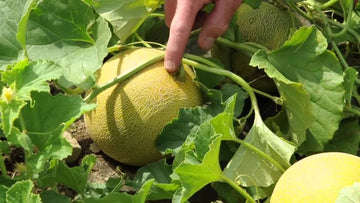 Galia melon plug plants ready for planting