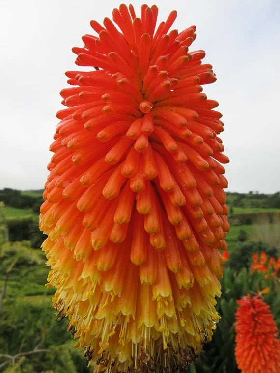 Red Hot Poker Torch Lily, Kniphofia Perennial Flower Seeds for Planting ? Heirloom and Non-GMO Garden Seeds