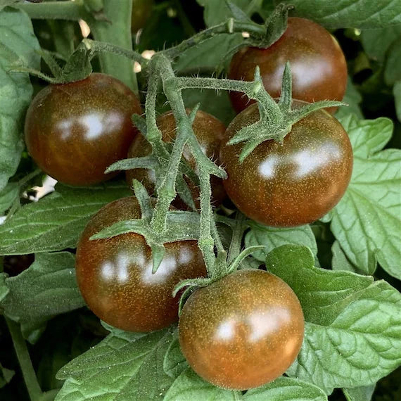 Brown Berry Tomato Seeds for Planting – Heirloom, Non-GMO, Sweet & Juicy Tomatoes