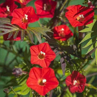 Red Cardinal Climber Seeds for Planting, NON GMO Seeds