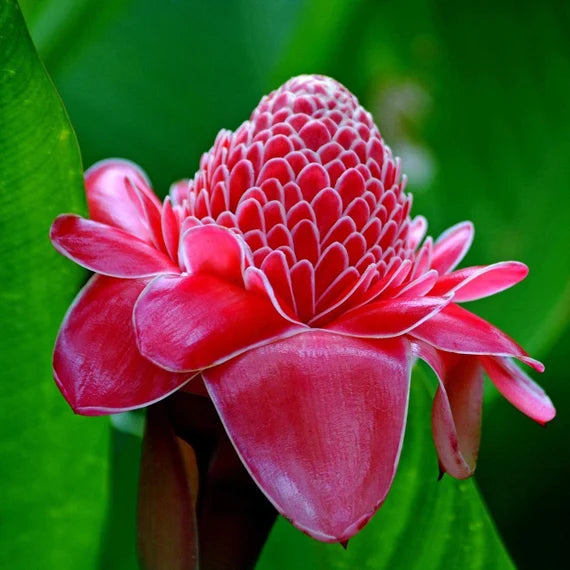 Red-Green Torch Ginger Plant Seeds - Exotic Torch Ginger for Stunning, Tropical Flowers 100 Pcs pcs