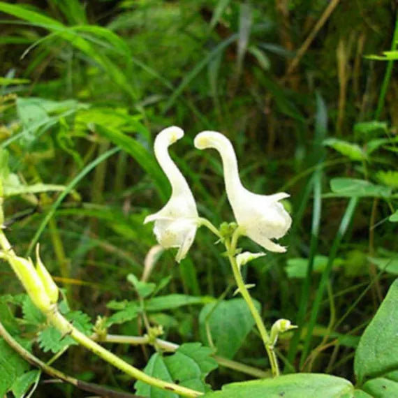 Heirloom Non-GMO White Swan Flower Seeds – Elegant Garden Blooms for Planting