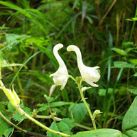 Heirloom Non-GMO White Swan Flower Seeds – Elegant Garden Blooms for Planting