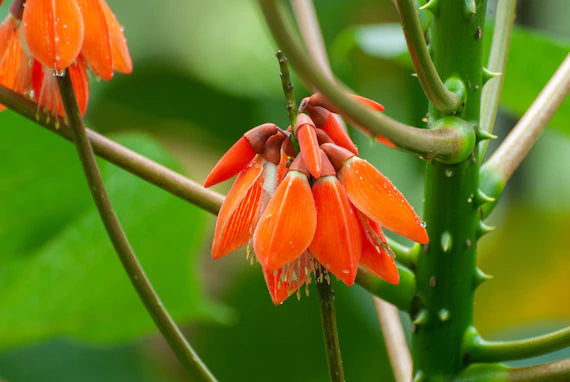 Orange Green Erythrina Flower Seeds for Planting â€“ NON GMO Seeds