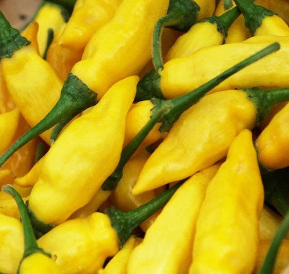 Yellow Aji Limon Seeds for Planting - 100 Pcs pcs