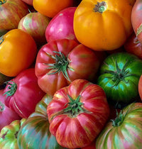 Mixed Color Beefsteak Tomato Seeds – Grow a Variety of Vibrant Tomatoes in Your Garden