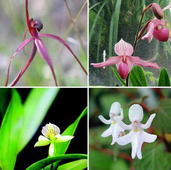 Baby Face Orchid Flower Seeds for Planting, NON GMO Seeds