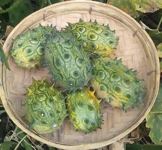 Jelly Melon Seeds for Planting - 100 Pcs pcs