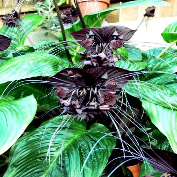 Heirloom Non-GMO Black Butterfly Orchid Flower Seeds for Planting ƒ?? Rare Exotic Blooms