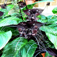 Heirloom Non-GMO Black Butterfly Orchid Flower Seeds for Planting ƒ?? Rare Exotic Blooms