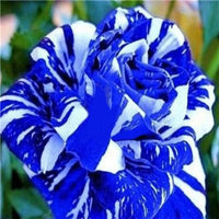 Tiger Stripe Blue Rose Seeds for Planting – Heirloom, Non-GMO Flower Seeds for Gardens