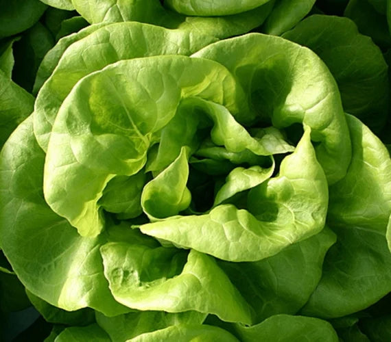 Butterhead lettuce plants growing in a home vegetable garden