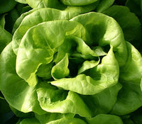 Butterhead lettuce plants growing in a home vegetable garden