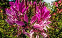 Pink Spiny Spiderflower Seeds for Planting, NON GMO Seeds