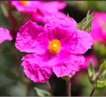 Cistus Creticus (Rockrose) Flower Seeds for Planting - NON GMO Seeds for planting in home garden